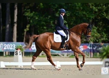 Selle Francais, Wallach, 7 Jahre, 173 cm, Fuchs