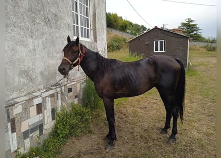 Selle Francais, Wallach, 8 Jahre, 158 cm, Dunkelbrauner