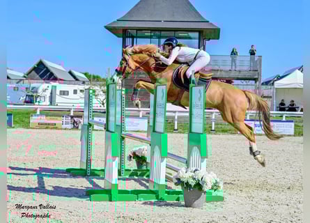 Selle Francais Mix, Wallach, 9 Jahre, 158 cm, Fuchs