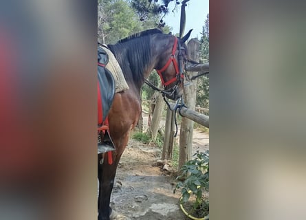 Selle Francais, Wallach, 9 Jahre, 165 cm, Brauner
