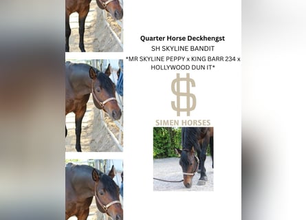 Quarter horse américain, Étalon, 5 Ans, 150 cm, Bai brun