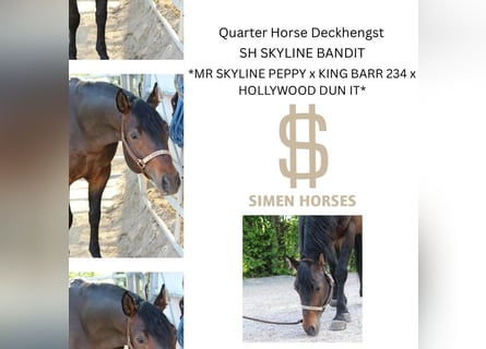 Quarter horse américain, Étalon, 5 Ans, 150 cm, Bai brun