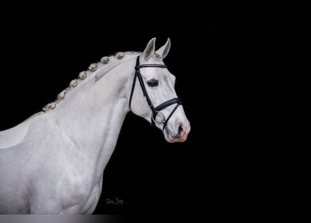 Shagya Araber, Hengst, 10 Jahre, 159 cm, Schimmel