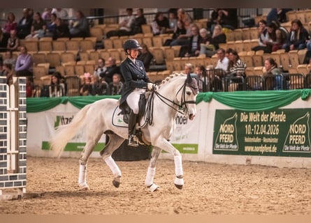 Shagya Araber, Hengst, 11 Jahre, 159 cm, Schimmel