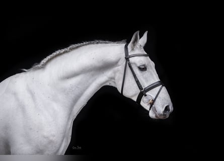 Shagya Araber, Hengst, 16 Jahre, 161 cm, Schimmel