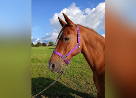 Shagya Araber, Stute, 11 Jahre, 153 cm, Fuchs