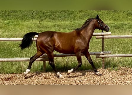 Shagya Araber, Stute, 12 Jahre, 154 cm, Brauner