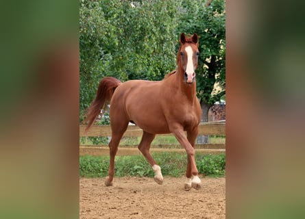 Shagya Araber, Stute, 12 Jahre, 155 cm, Fuchs