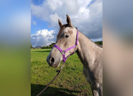 Shagya Araber, Stute, 2 Jahre, 153 cm, Rotschimmel