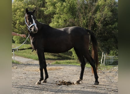 Shagya Araber, Stute, 3 Jahre, Schimmel