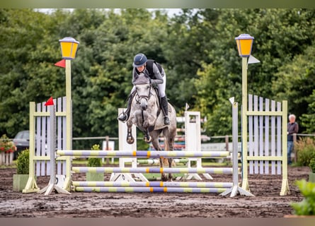 Shagya Araber, Stute, 5 Jahre, 152 cm, Schimmel