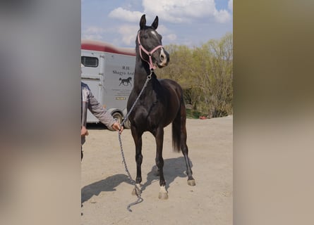 Shagya Araber, Stute, 7 Jahre, 156 cm, Rappe