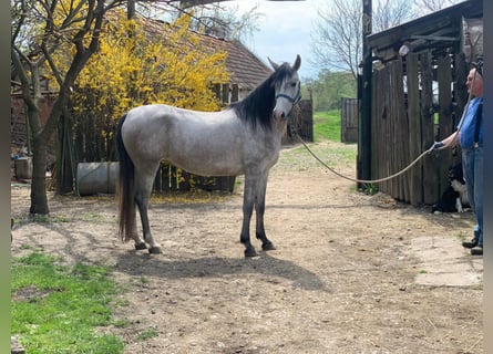 Shagya Araber, Stute, 7 Jahre, 156 cm, Schimmel