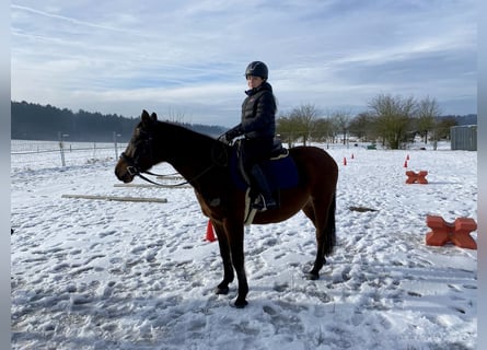 Shagya Araber, Stute, 9 Jahre, 152 cm, Brauner