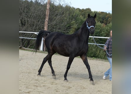 Shagya Araber, Stute, 9 Jahre, 153 cm, Dunkelbrauner