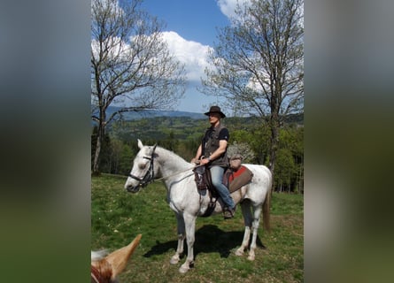 Shagya Araber, Wallach, 22 Jahre, 161 cm, Fliegenschimmel