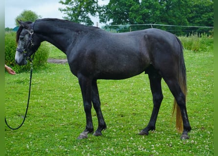 Shagya Araber Mix, Wallach, 4 Jahre, 157 cm, Kann Schimmel werden
