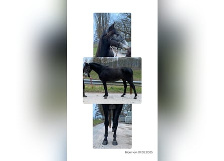 Shagya Araber Mix, Wallach, 4 Jahre, 157 cm, Schimmel