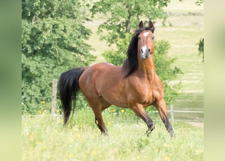 Shagya Arabian, Gelding, 15 years, 14,2 hh, Brown