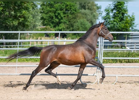 Shagya Arabian, Gelding, 3 years, 15.1 hh, Brown