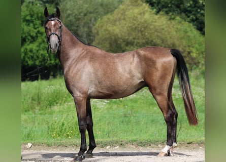 Shagya Arabian, Gelding, 3 years, 15.1 hh, Gray