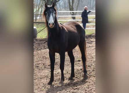 Shagya Arabian Mix, Gelding, 4 years, 15.1 hh, Gray