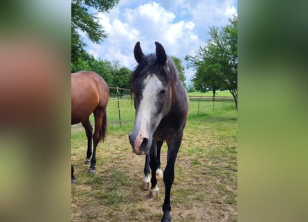 Shagya Arabian, Gelding, 4 years, 15,2 hh, Gray