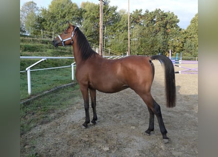 Shagya Arabian, Gelding, 6 years, 15 hh, Brown