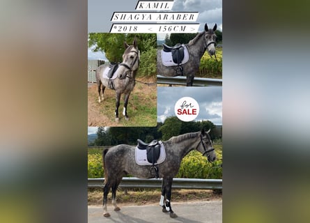 Shagya Arabian, Gelding, 7 years, 15,1 hh, Gray