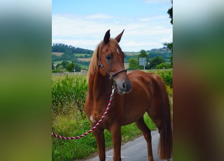 Shagya Arabian, Gelding, 8 years, 15,1 hh, Chestnut-Red