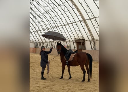 Shagya Arabian, Hongre, 6 Ans, 153 cm, Bai