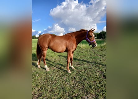 Shagya Arabian, Mare, 11 years, 15 hh, Chestnut-Red