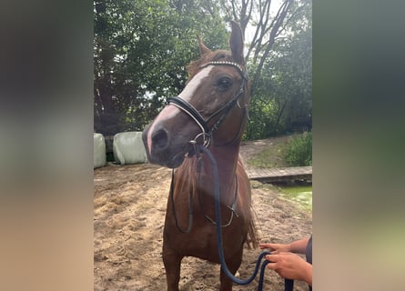 Shagya Arabian, Mare, 12 years, 14,3 hh, Chestnut