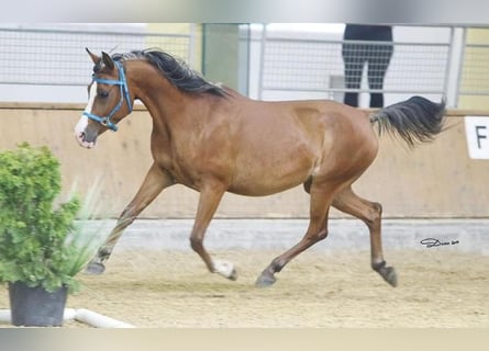 Shagya Arabian, Mare, 19 years, 14,2 hh, Brown