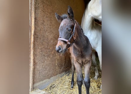 Shagya Arabian, Mare, 1 year, 15,1 hh, Can be white