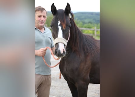 Shagya Arabian, Mare, 1 year, Gray