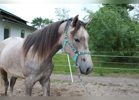 Shagya Arabian, Mare, 2 years, 15 hh, Grey-Red-Tan