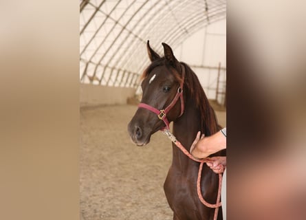 Shagya Arabian, Mare, 2 years, Black