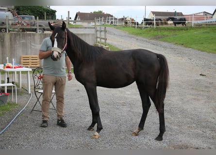 Shagya Arabian, Mare, 2 years, Gray