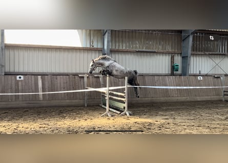 Shagya Arabian, Mare, 5 years, 14,3 hh, Gray