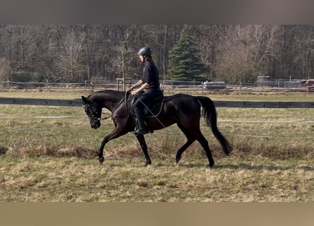 Shagya Arabian, Mare, 5 years, 15.1 hh, Black
