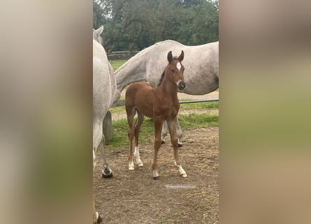 Shagya Arabian, Stallion, 1 year, 15.1 hh, Brown-Light