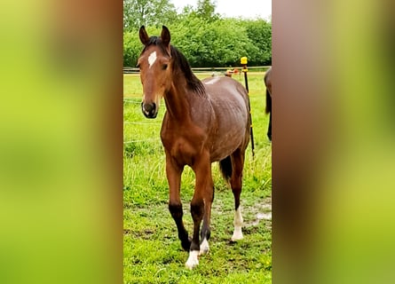 Shagya Arabian, Stallion, 1 year, 15,1 hh, Brown-Light