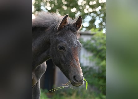 Shagya Arabian, Stallion, 1 year, Gray
