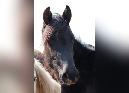 Shagya Arabian Mix, Stallion, 2 years, 15 hh, Can be white