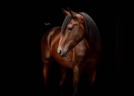 Shagya Arabian, Stallion, 16 years, 15,2 hh, Brown