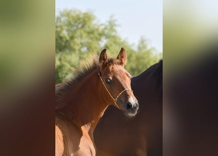 Shagya Arabian, Stallion, Foal (03/2025), Brown