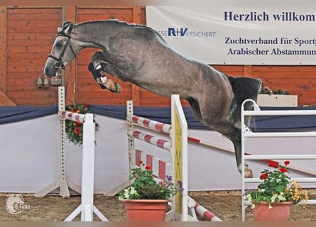 Shagya Arabian, Stallion, 9 years, 15,2 hh, Grey