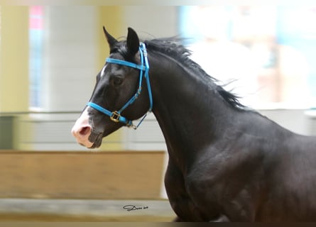 Shagya Arabier, Hengst, 16 Jaar, 152 cm, Zwart