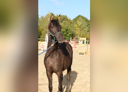 Shagya Arabier, Hengst, 2 Jaar, 160 cm, Donkere-vos